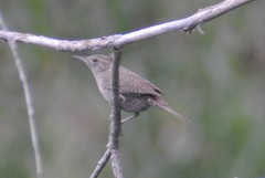 Troglodytes aedon parkmanii