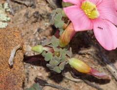 Oxalis convexula