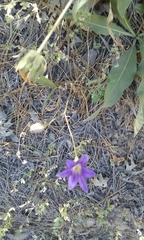 Brodiaea elegans elegans