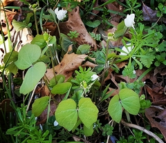 Jeffersonia diphylla