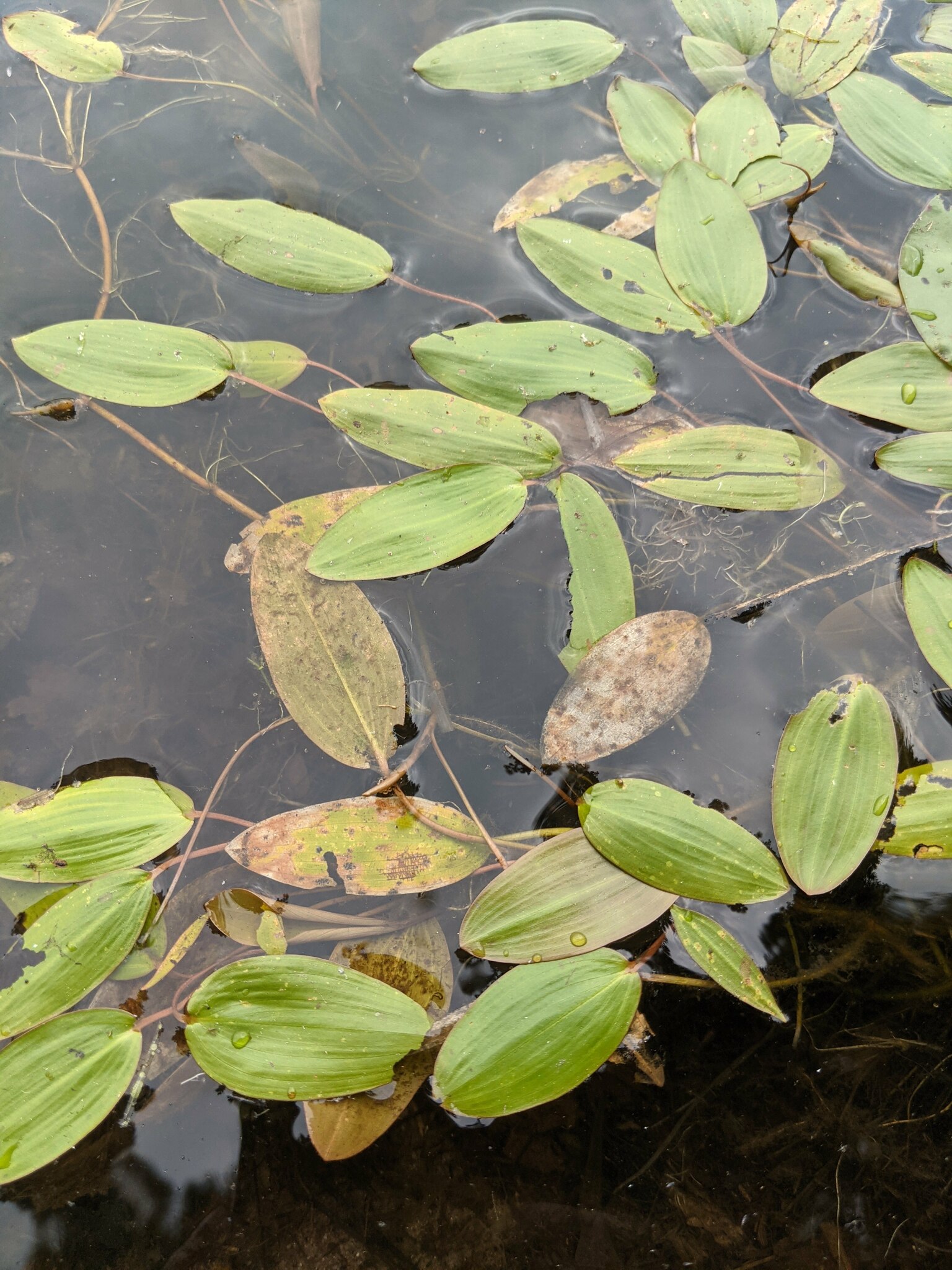 Potamogeton oakesianus