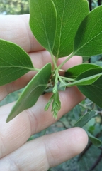 Arctostaphylos manzanita elegans