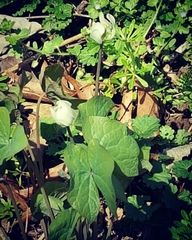 Jeffersonia diphylla