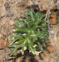 Eriospermum paradoxum