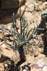 Crassothonna protecta