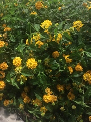 Lantana camara