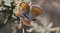 Plebulina emigdionis