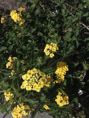 Lantana camara
