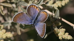 Plebulina emigdionis