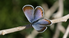Plebulina emigdionis