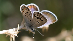 Plebulina emigdionis