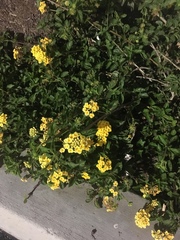 Lantana camara