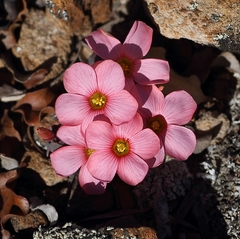 Oxalis convexula