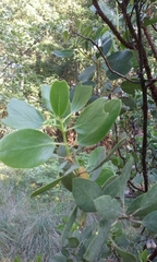Arctostaphylos manzanita elegans