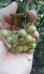 Arctostaphylos manzanita elegans