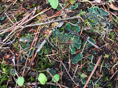 Peltigera malacea