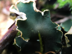 Peltigera malacea