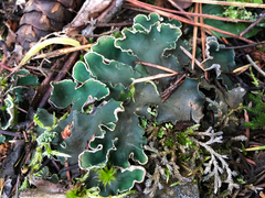 Peltigera malacea