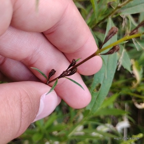 Image of Oenothera perennis by (c) Bryce, some rights reserved (CC BY)