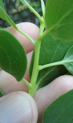 Arctostaphylos manzanita elegans