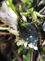 Peltigera malacea