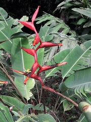 Heliconia spathocircinata