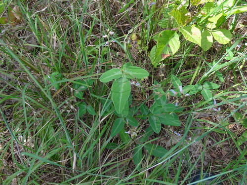 Image of Desmodium glabellum by no rights reserved
