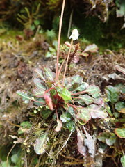 Shortia rotundifolia