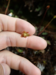 Shortia rotundifolia