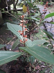 Miconia nervosa