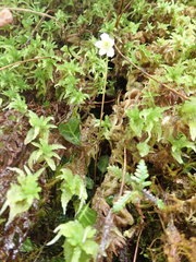 Shortia rotundifolia