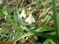 Shortia rotundifolia