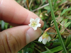 Shortia rotundifolia