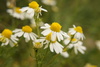 German Chamomile - Photo (c) mobbini, some rights reserved (CC BY-NC), uploaded by mobbini