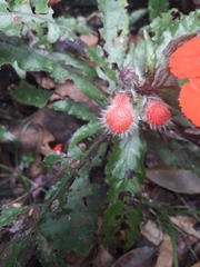 Nautilocalyx erytranthus