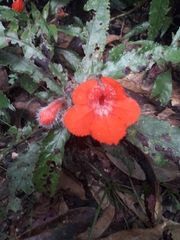 Nautilocalyx erytranthus