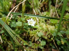 Gentiana flavomaculata