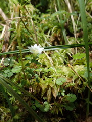 Gentiana flavomaculata
