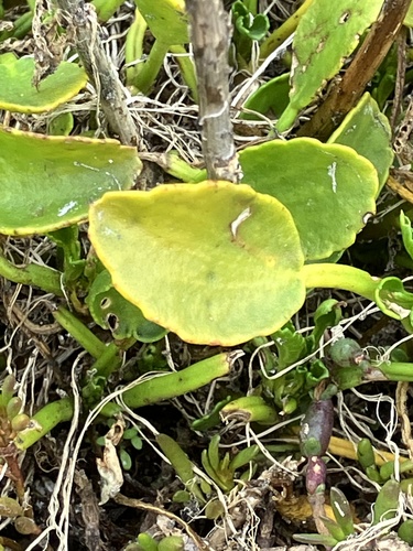 Lawrencia spicata observed 2024-08-08