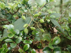 Viburnum erosum