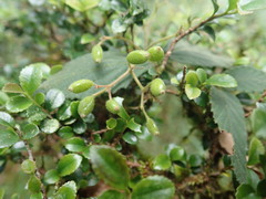 Viburnum erosum