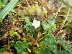 Gentiana flavomaculata