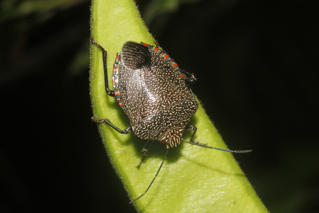 Stink bug