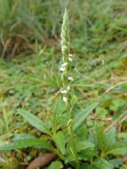 Spiranthes sinensis