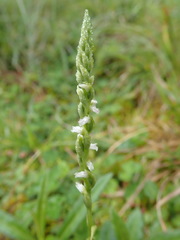 Spiranthes sinensis