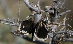 Megathymus yuccae