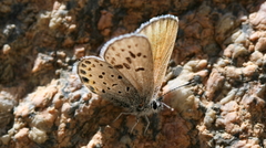 Plebulina emigdionis