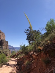 Agave utahensis kaibabensis