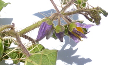 Solanum palinacanthum