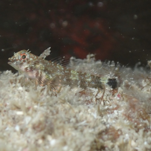 Roughhead triplefin (Enneanectes boehlkei) — Tripterygiidae — 2